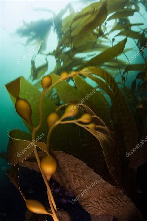 Giant Kelp In Monterey Bay — Stock Photo © Ead72 120185640