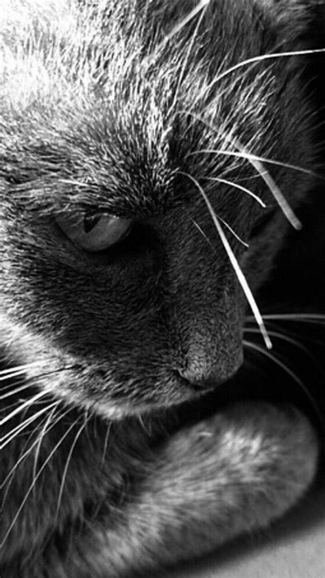 Domestic Cat Image By Bennycat888 On Cats Up Close