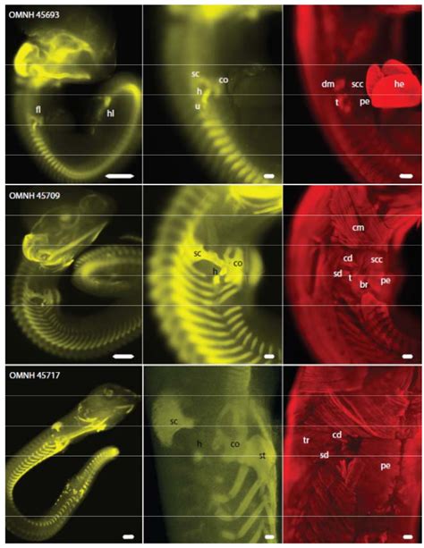 Hidden limbs in the “limbless skink” Brachymeles lukbani: developmental