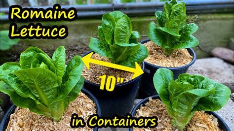 Growing Lettuce In Containers Romaine Lettuce From Seed Container Garden Youtube