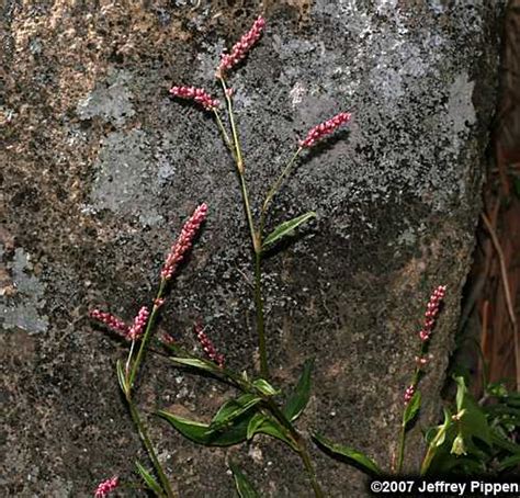 Care for your teeth with these premium category long bristle collections at alibaba.com. Persicaria, Polygonum