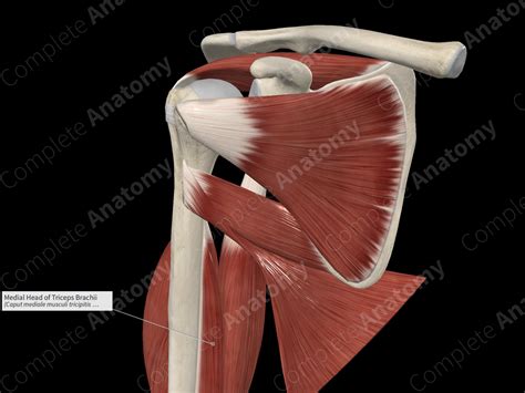 Medial Head Of Triceps Brachii Complete Anatomy