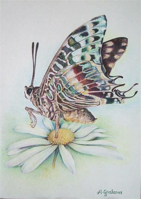 Le Dessin De Papillon Milles Images Et Idées Pour Sinspirer