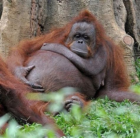 These Adorable Pregnant Animals Made Us Say A This Pregnant