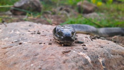 Half Buried Snake In Stones Free Image By Sallu On