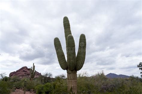 Saguaro Cactus Arizona Desert Stock Image Image Of Arborescent