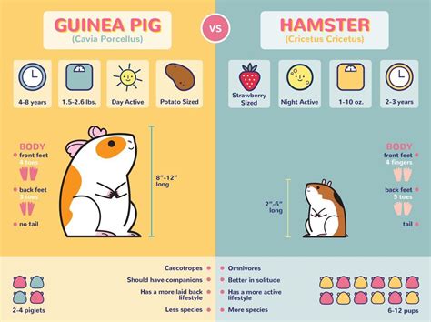 Should I Get Hamster Or Guinea Pig Guinea Pig Vs Hamster Guinea