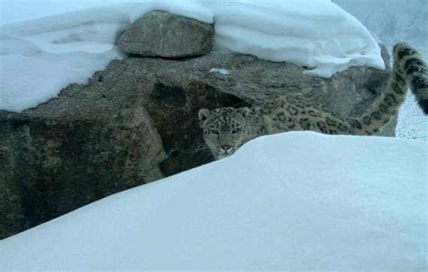 Snow Leopards Makes Rare Appearance On Afghanistan Camera Traps Ibtimes