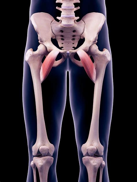 Hip Muscles Photograph By Sebastian Kaulitzkiscience Photo Library