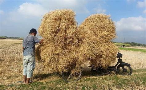 Maybe you would like to learn more about one of these? Membuat Kompos Jerami Dengan EM4