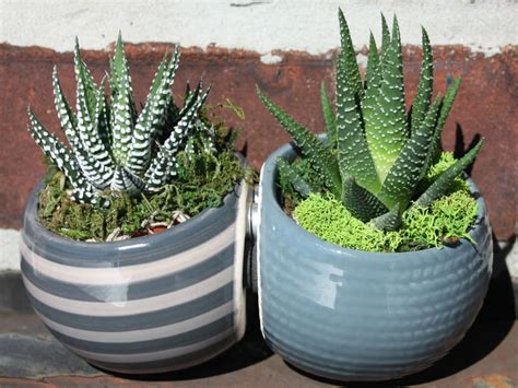 How To Grow And Care For Zebra Plants World Of Succulents