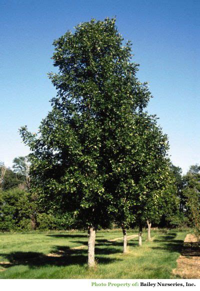 Prairie Spire Green Ash Fraxinus Pennsylvanica Rugby Landscaping