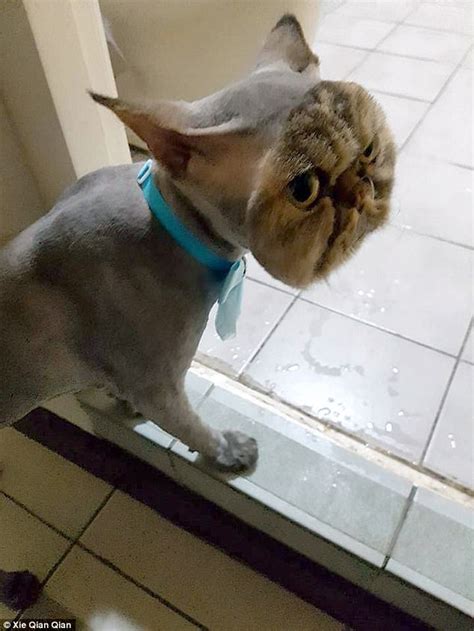 Cat Is Left Completely Bald Aside From A Furry Face Daily Mail Online