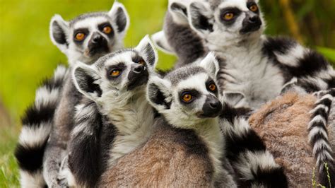 Clemson, julien, maurice und mort sind auch lemuren. De lemuren van Madagascar » Matoke