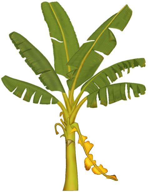 Free Banana Tree Download Free Banana Tree Png Images Free ClipArts On Clipart Library