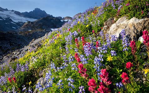 Download Wildflower Mountain Nature Flower Hd Wallpaper