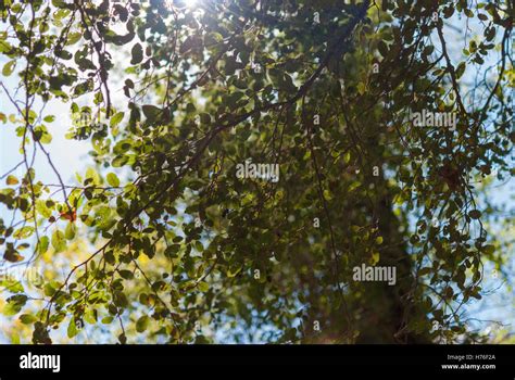 Branch Of Golden Oak Tree Quercus Alnifolia On The Sunlight Stock