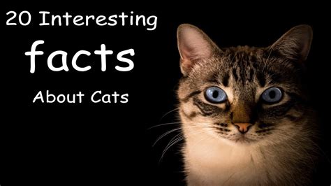 20 Interesting Facts About Cats You Need To Know Youtube