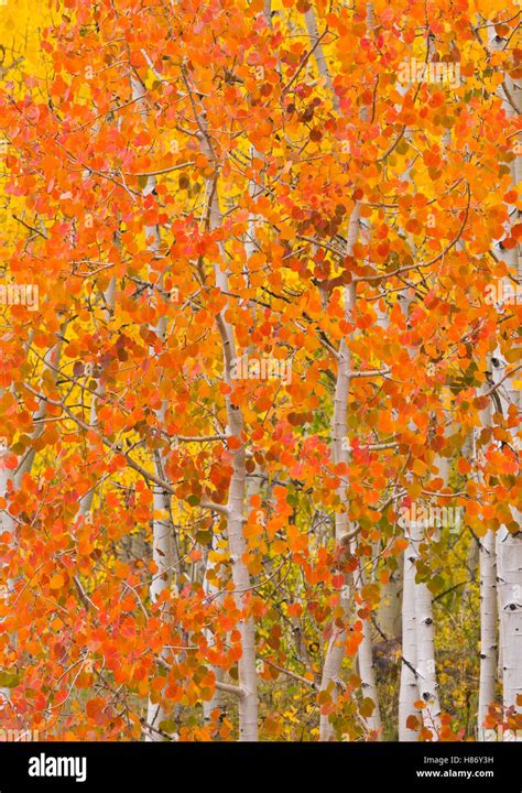 Quaking Aspen Populus Tremuloides Trees In Autumn Boulder Mountains