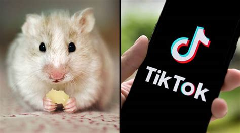 What Is The Hamster Cult On Tiktok Hamster Profile Pics Explained Hiswai