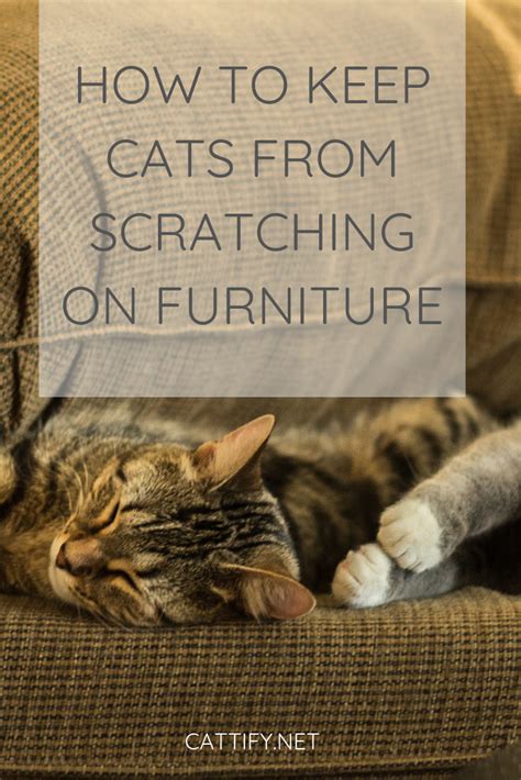 There are so many things you can do to protect against sharp claws instead of the cruel and painful procedure of declawing. How to Keep Your Cat from Scratching on Furniture | Cats ...