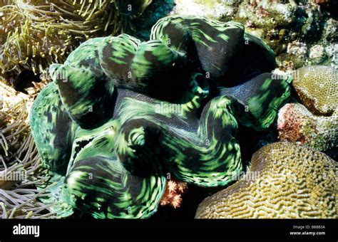 Large Giant Clam Bivalves Tridacnidae Tridacna Maxima Underwater Marine Life Of The Maldives