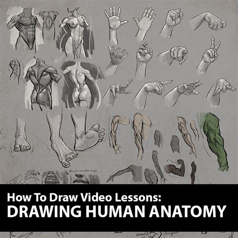 Anatomical movements of the human body. How to Figure Drawing Tutorial - Drawing Human Anatomy Lessons