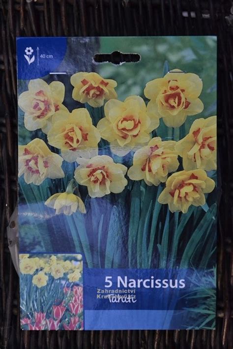 Narcissus Tahiti Narcis Zahradnictví Krulichovi Zahradnictví
