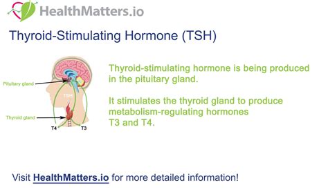 What Is The Thyroid Stimulating Hormone Tsh