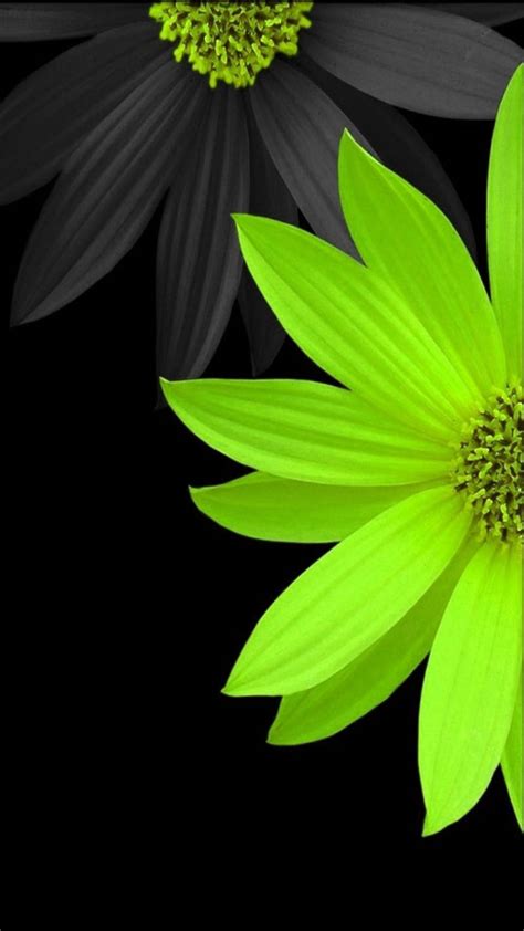 Download Grey And Yellow Daisies Flower Mobile Wallpaper