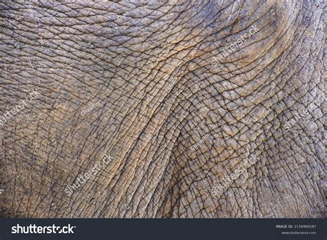 Close African Elephants Skin Textureelephant Skin Stock Photo
