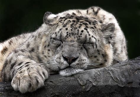 Sleeping Snow Leopard Taken At Marwell Zoo Hampshire Uk Flickr