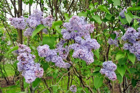 My Blooming Lilacs The Martha Stewart Blog