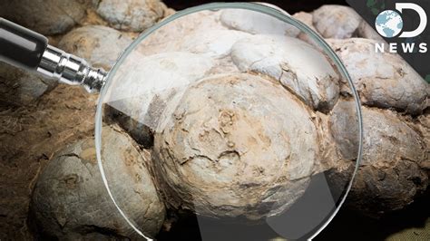 Dinosaur Eggs Found What Can We Learn From Them Youtube