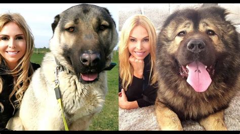 Turkish kangals arent the strongest dogs but one of the strongest. WOLF KILLERS - CAUCASIAN SHEPHERD VS TURKISH KANGAL - YouTube