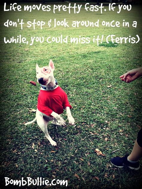 If you don't stop and look around once in a while, you could miss it. Homer loves Ferris! #bullterrier #bullterror #targetdog #ferrisbueller www.BombBullie.com ...