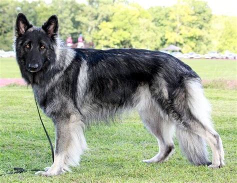 Shiloh Shepherd Characteristics Appearance And Pictures