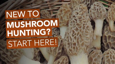 New To Mushroom Hunting Start Here Youtube