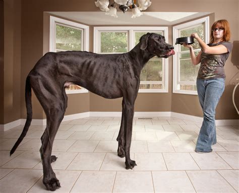 Tallest Ever Dog Guinness World Records 2013 Previews