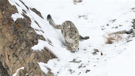 25 Rare Black Snow Leopard 228665