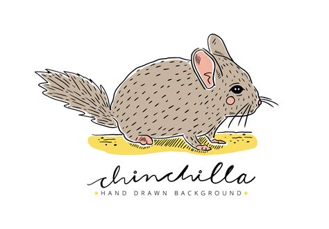 Free Chinchilla Background 128855 Vector Art At Vecteezy