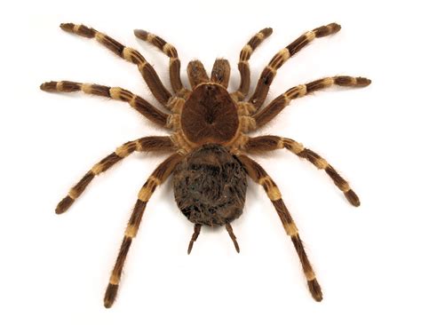 Everything About Top 10 Deadliest Spiders In Australia