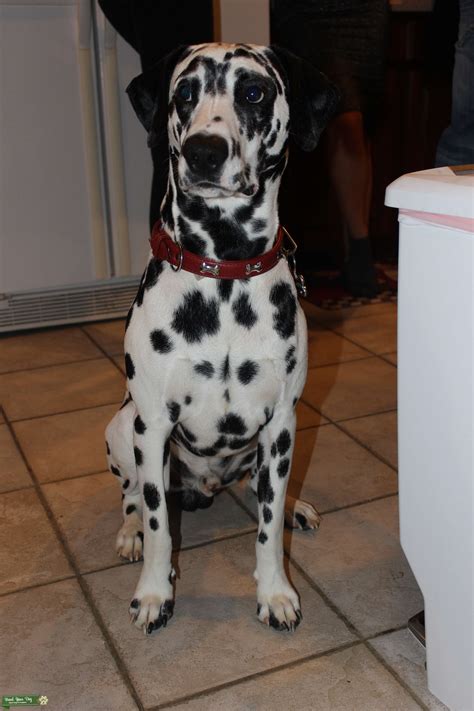 Friendly And Well Trained Dalmatian Stud Dog In Maryland The United