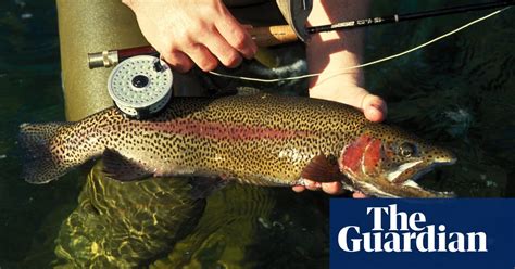 Summer In America The Joys Of Fly Fishing For Trout In Upstate New