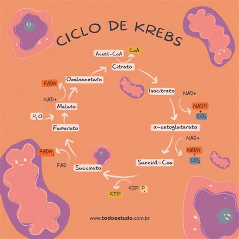 Ciclo de Krebs entenda como ocorrem reações desse evento bioquímico