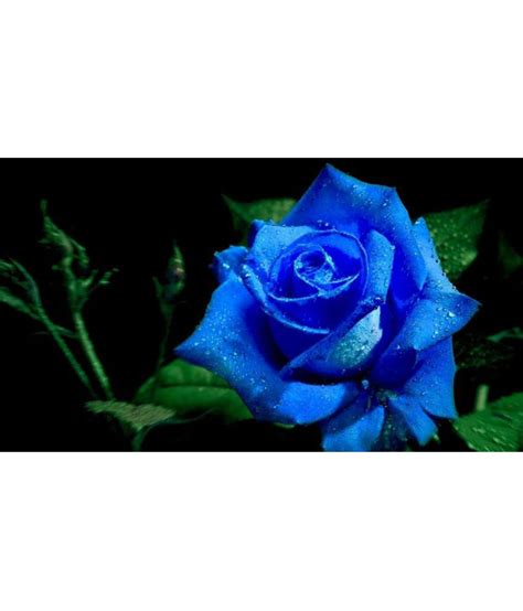 Additionally, several pharmacies have a specific section for flowers. Azalea Garden Rare Blue Rose 1 Healthy Live Outdoor Flower ...