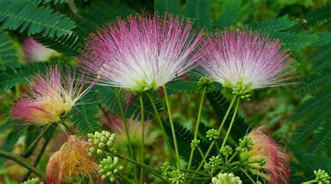 Mimosa Trees Albizia Julibrissin Facts Flowers Leaves Pictures 2023