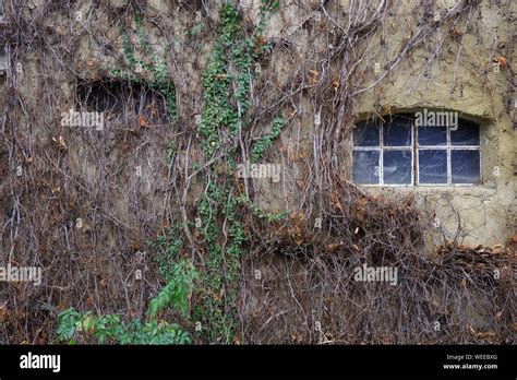Abandoned House Covered With Plants Stock Photo Alamy