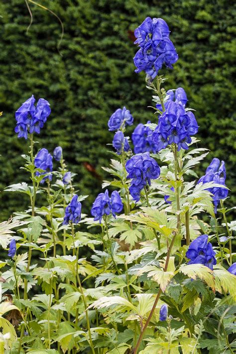 The Beauty Of Shade Loving Flowering Shrubs