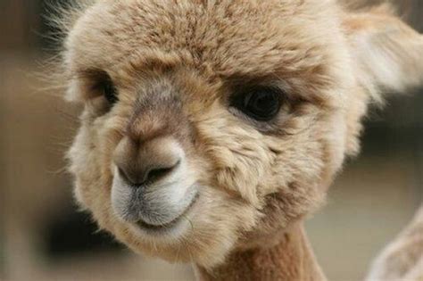 The record, fear's debut album was such a direct influence on s.o.d. Baby camel, to cute ♥ | Animals | Pinterest | Cas, The o ...